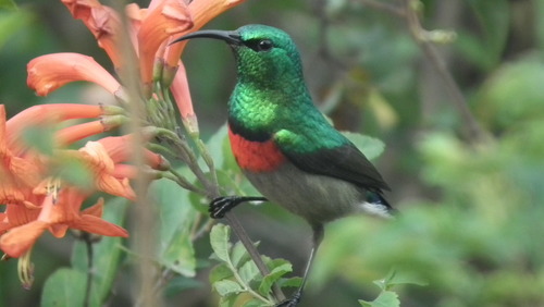 Southern Double-Collared Sunbird reference