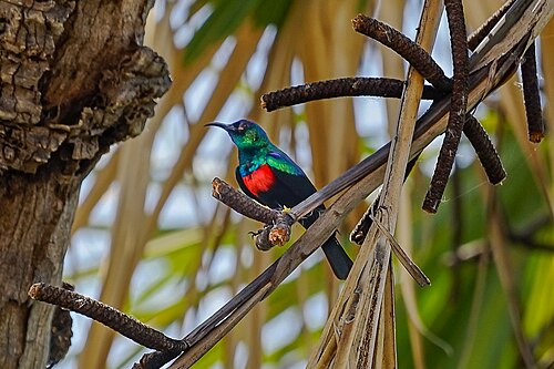 Abyssinian Sunbird reference