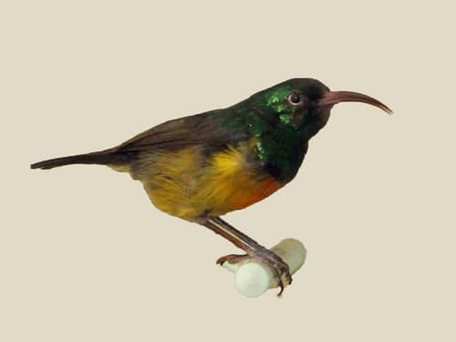 Loveridge's Sunbird reference
