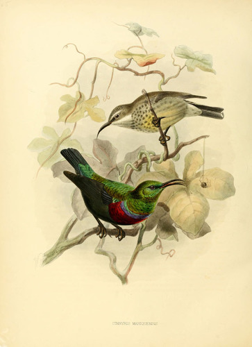 Marico Sunbird reference