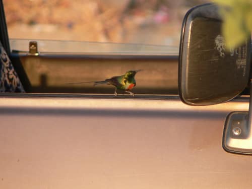 Beautiful Sunbird reference