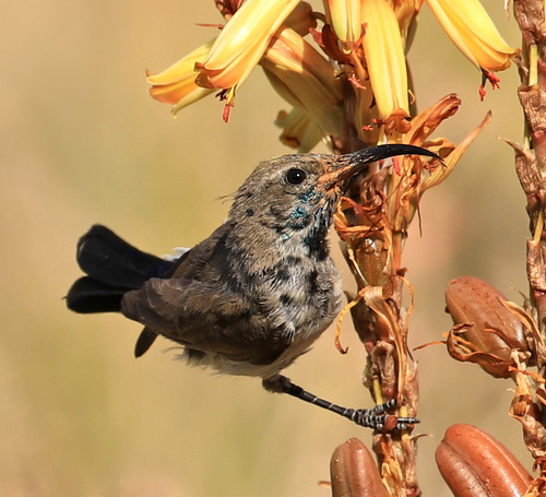 White-bellied Sunbird reference