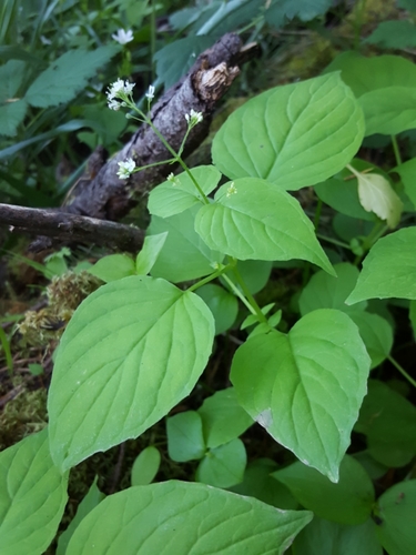 Small Enchanter's Nightshade reference