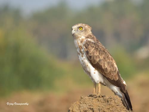 Short-toed Snake Eagle reference