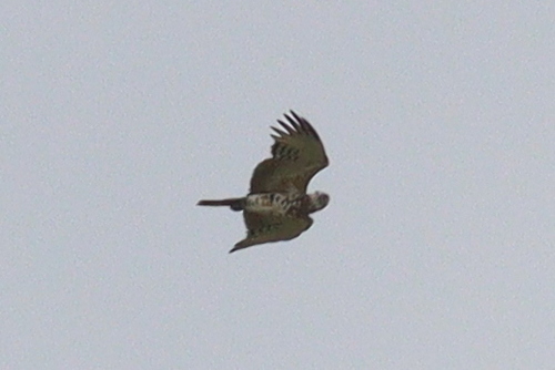 Black-chested Snake Eagle reference