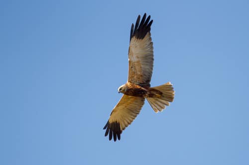 Western Marsh Harrier reference