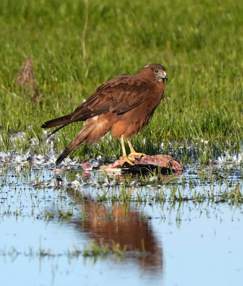 Swamp Harrier reference
