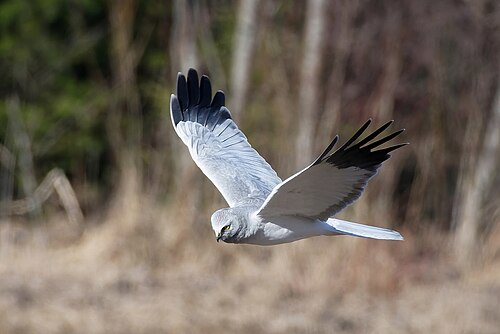 Hen Harrier reference