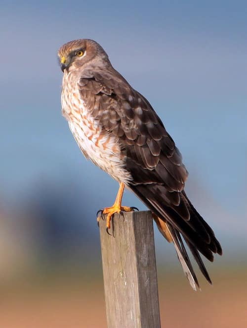 Northern Harrier reference