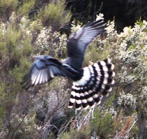 Black Harrier reference