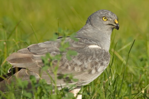 Montagu's Harrier reference