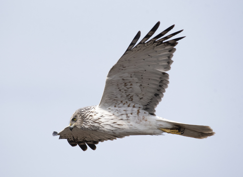 Eastern Marsh Harrier reference