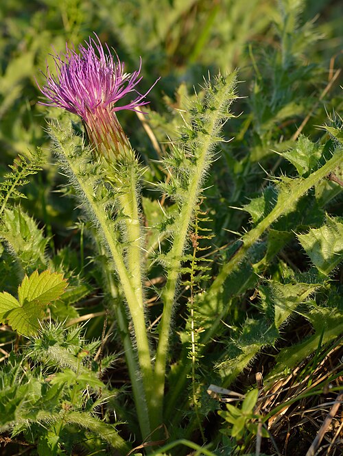 Dwarf Thistle reference