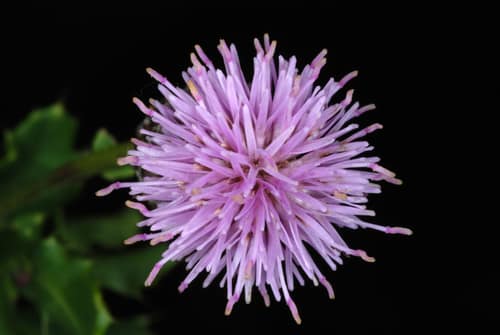 Canada Thistle reference