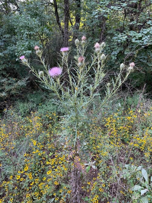 Field Thistle reference