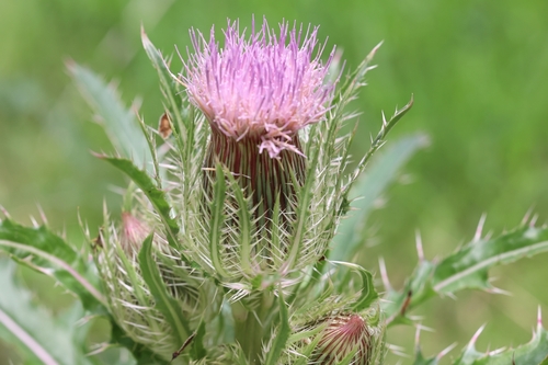 Yellow Thistle reference