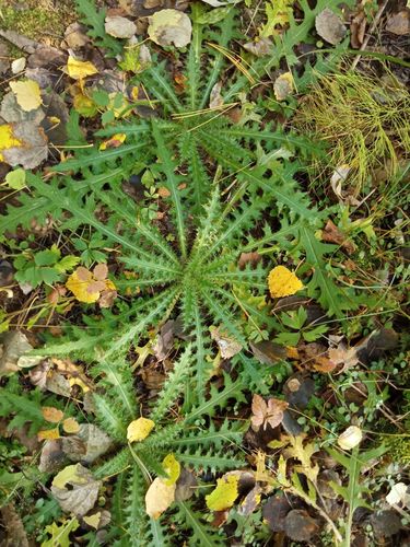 Marsh Thistle reference