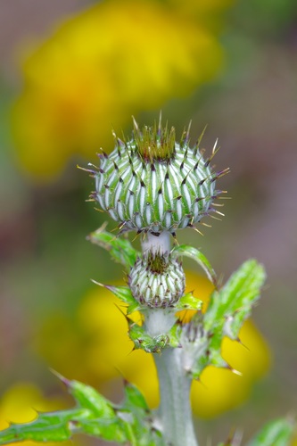 Texas Thistle reference