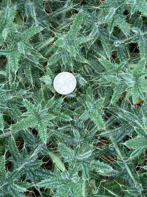 Bull Thistle reference