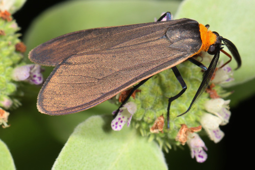 Yellow-Collared Scape Moth reference