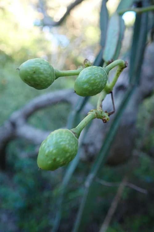Veldt Grape reference