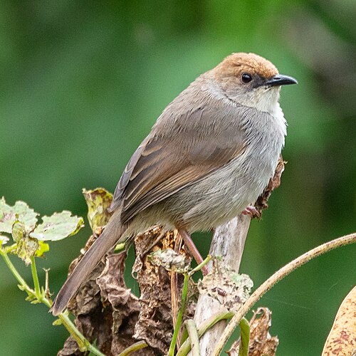 Singing Cisticola reference