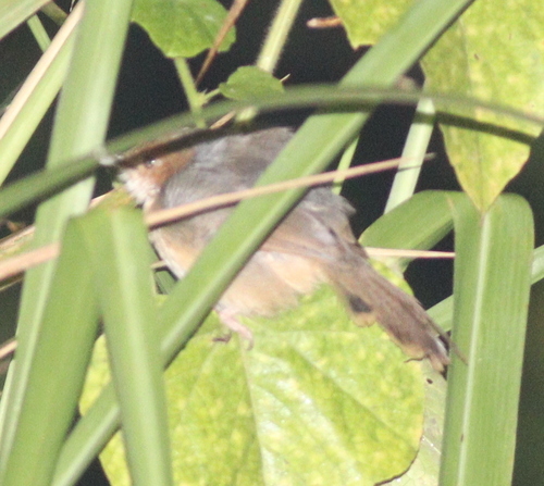 Red-faced Cisticola reference