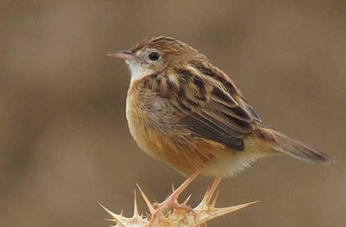 Zitting Cisticola reference