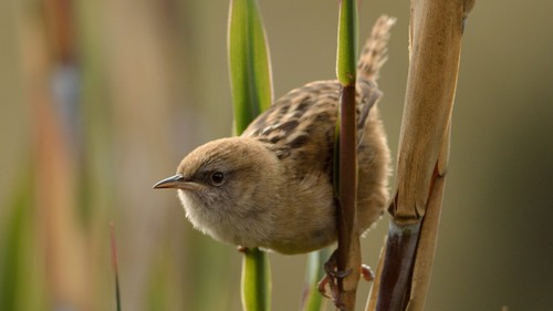 Apolinar's Wren reference
