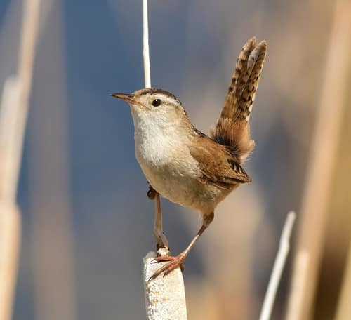 Marsh Wren reference