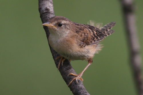 Sedge Wren reference
