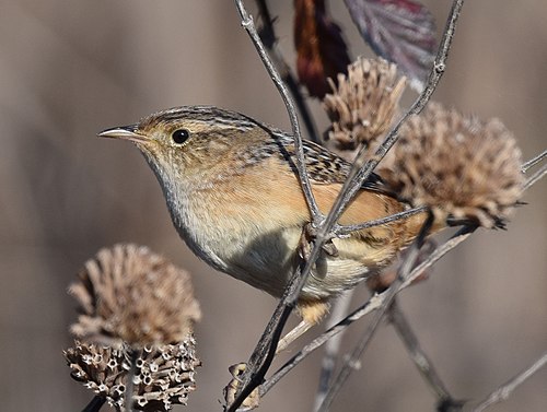 Sedge Wren reference