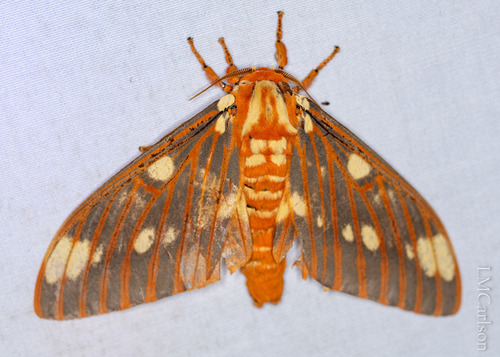 Regal Moth reference