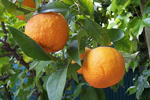 Bitter Orange reference