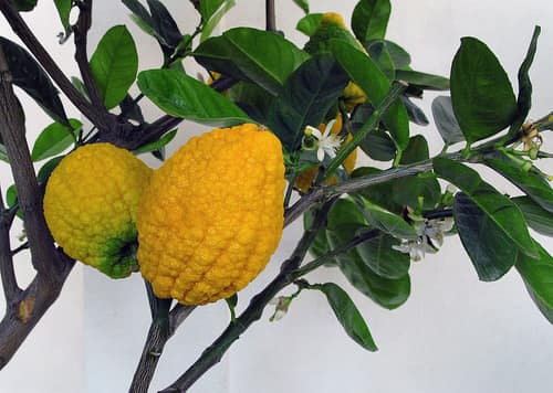 Citron reference