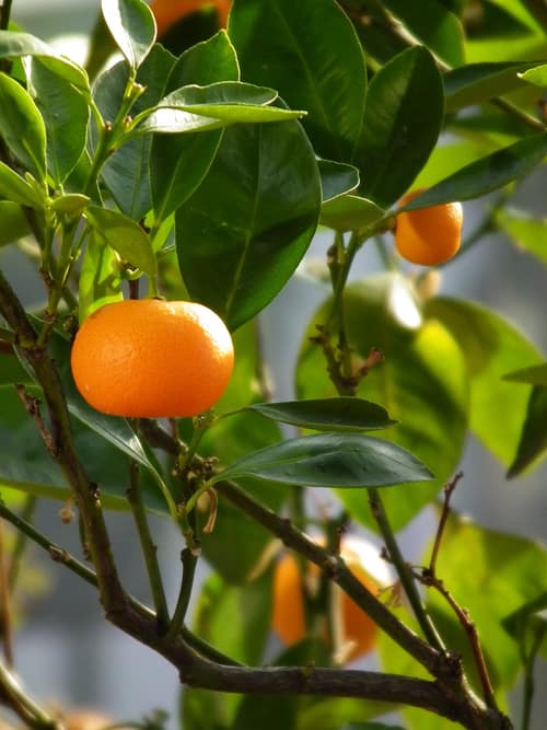 Mandarin Orange reference