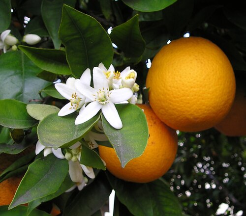 Sweet Orange reference