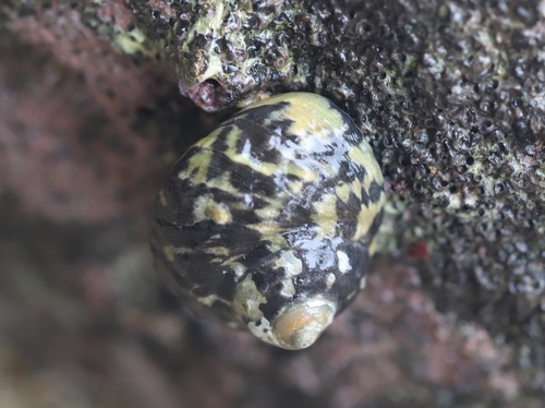 West Indian Top Snail reference