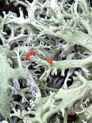Dixie Reindeer Lichen reference