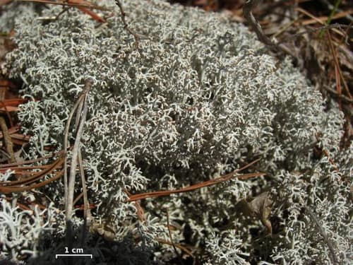 Reindeer Lichen reference