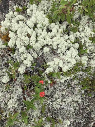 Star-tip Reindeer Lichen reference