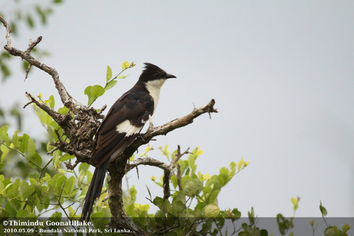 Pied Cuckoo reference