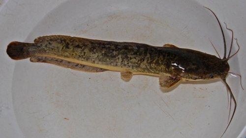 African Sharptooth Catfish reference