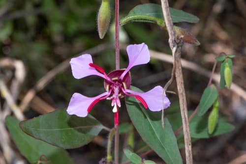 Elegant Clarkia reference