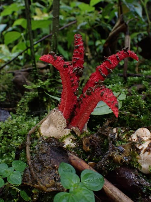 Devil's Fingers reference