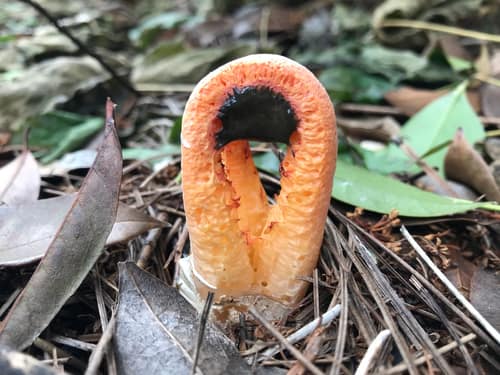 Columned Stinkhorn reference