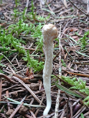 Wrinkled Coral Fungus reference