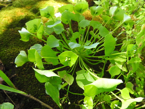 Miner's Lettuce reference