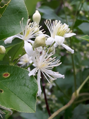 Western White Clematis reference