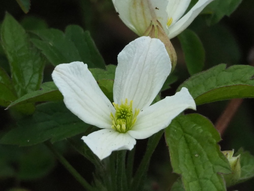 Anemone Clematis reference